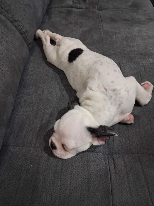 Френски булдог на 5 месеца