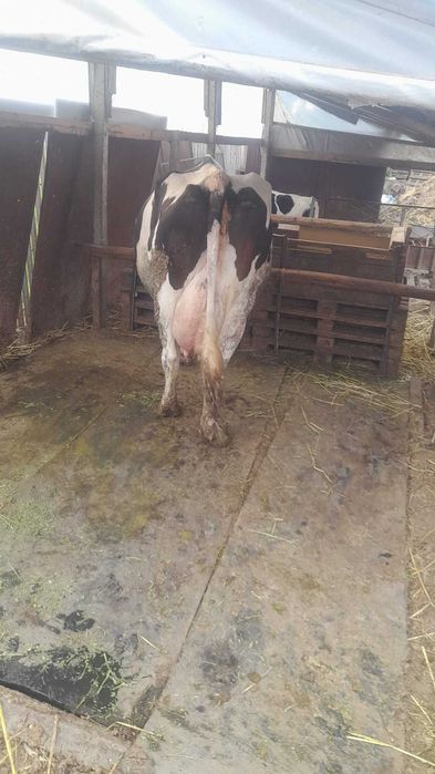 Vaca rasa HOLSTEIN