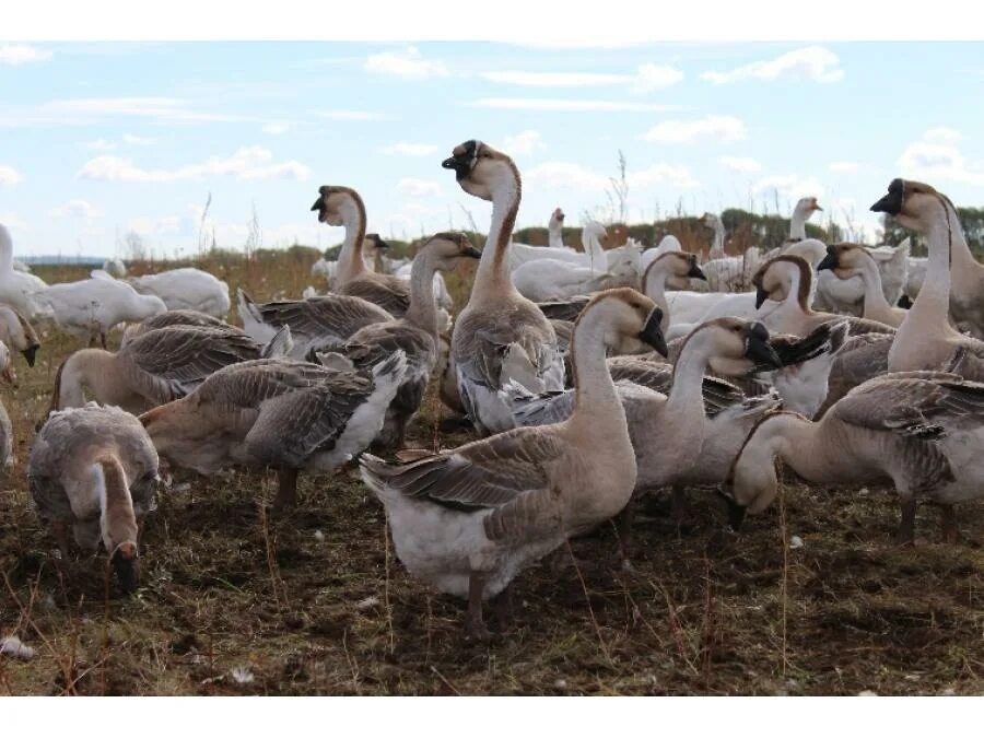 Инкубационное яйцо петропавловск