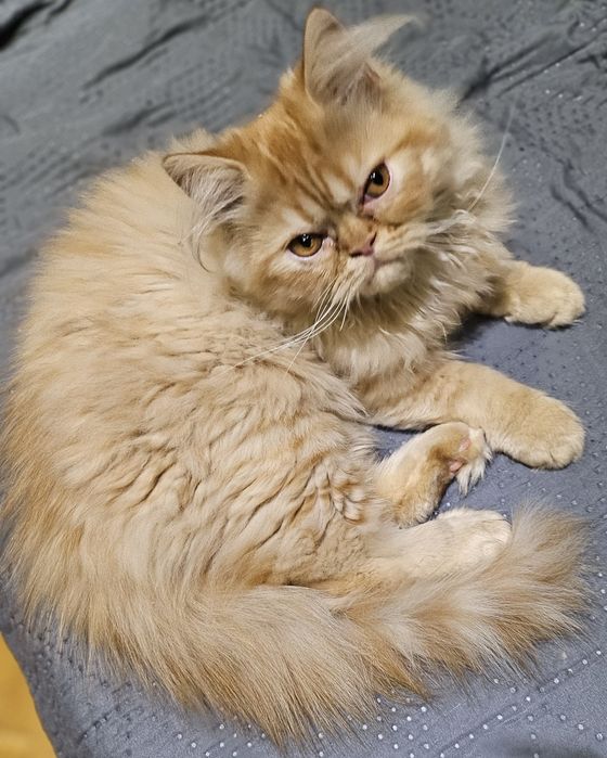 Продавам персийски котенца