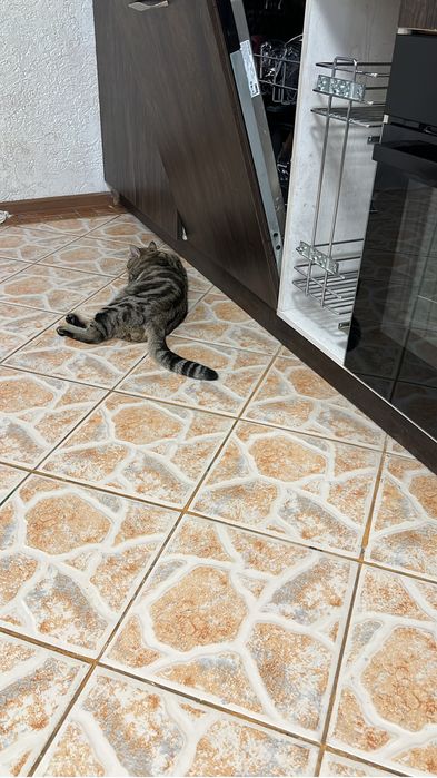 Отдам кота в добрые руки