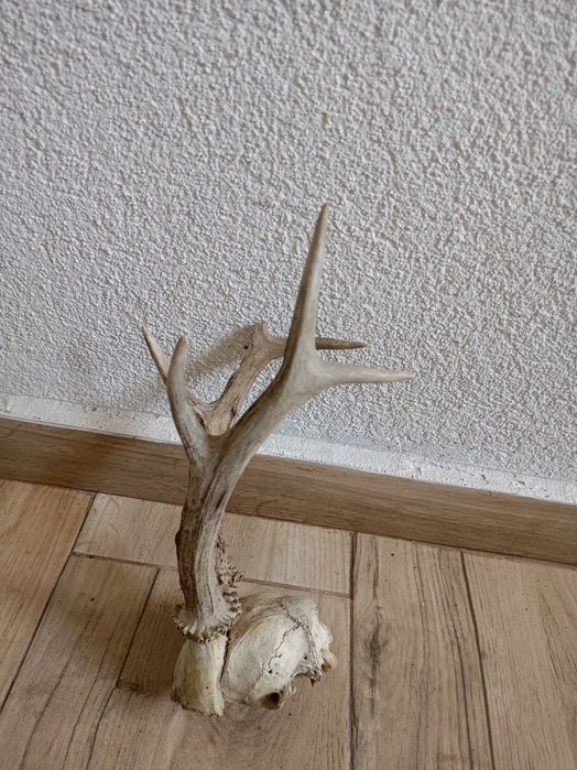 Еленски рога комплект