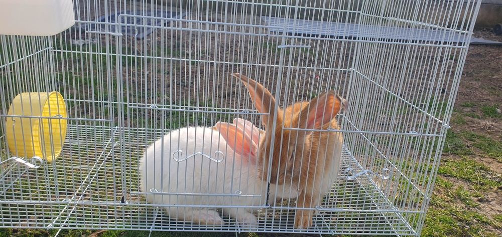 Vand iepuri Rex si New zealand white METIS