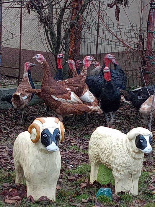 Curcani și curci de vanzare