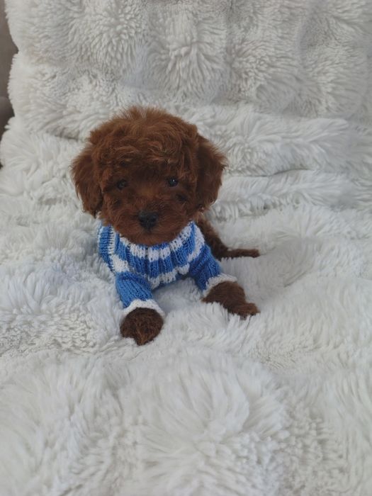 Mascul pudel roșu talie toy