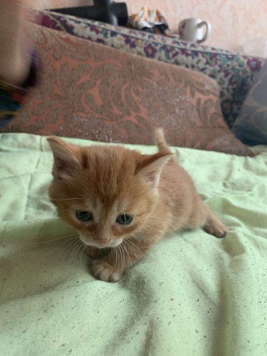 Котята в подарок