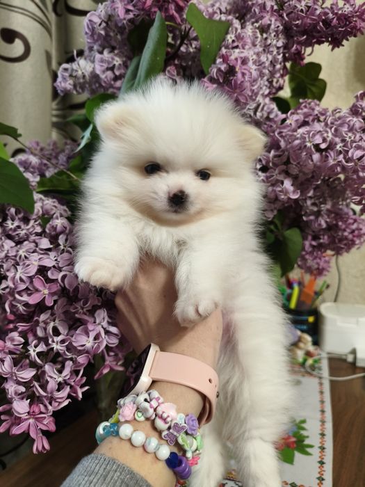 Продам щенков породы шпиц