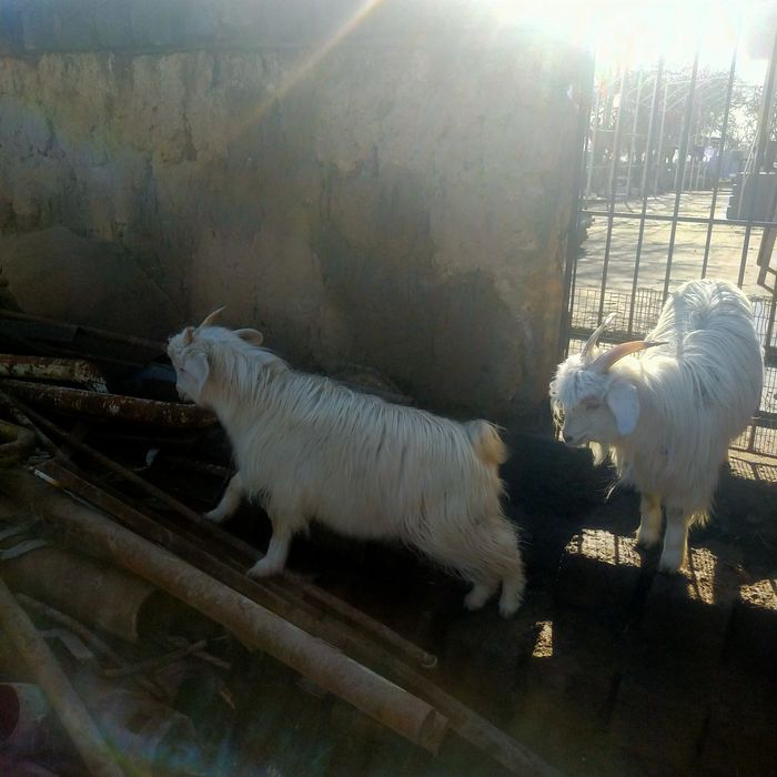 Эчкилар сотилади 3 дона бор