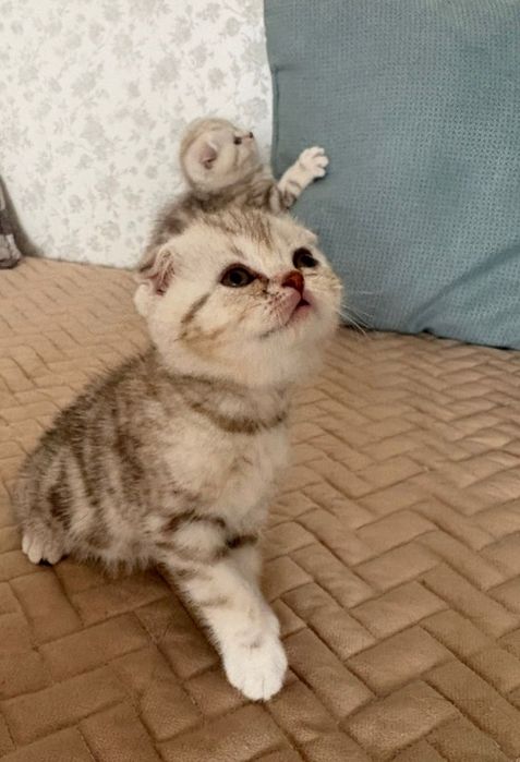 Котята шотландцы