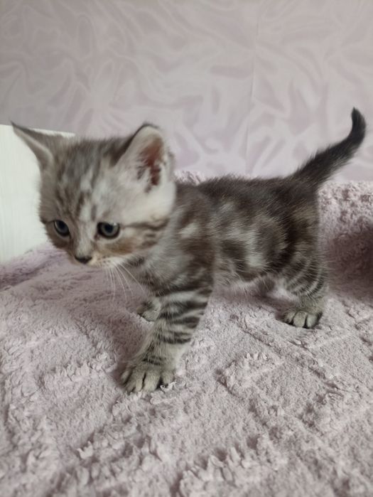 Породистые котята