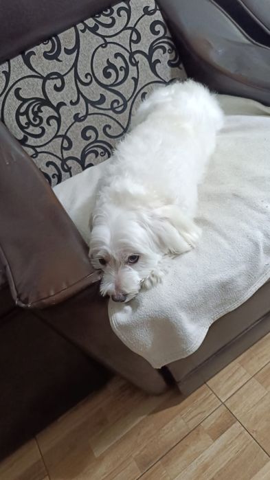 Ofer spre adopție-Bichon Maltez