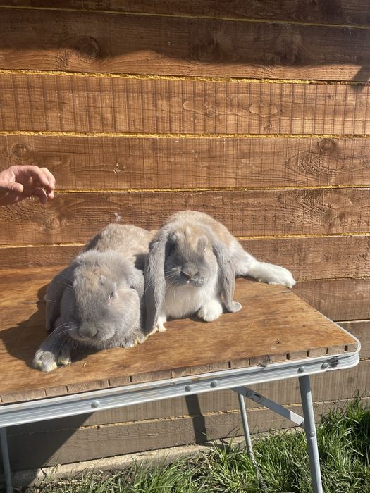 Berbecii germanii masculi