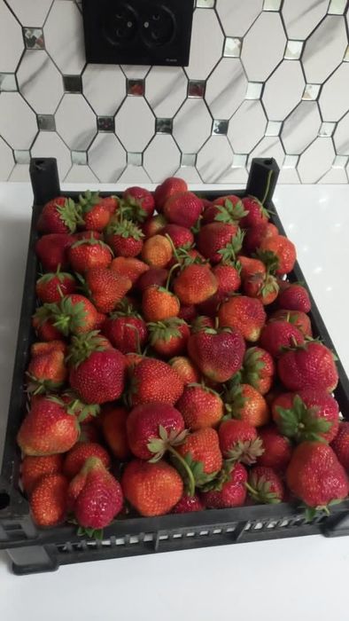 Продам клубнику дуглас