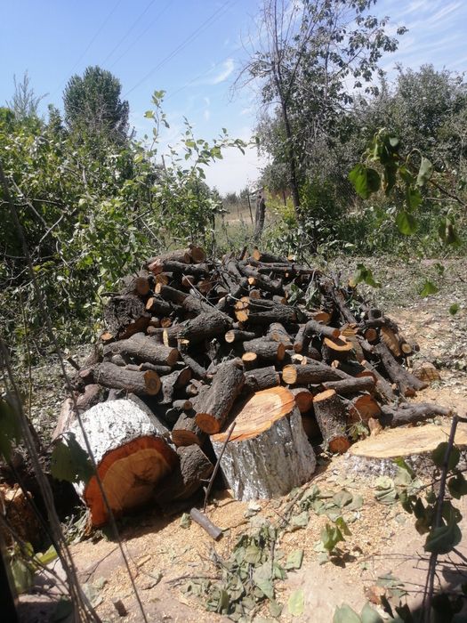 Отынға шабылған Өрік ағашы сатаылады.