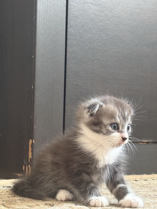 Продам кошка мальчик