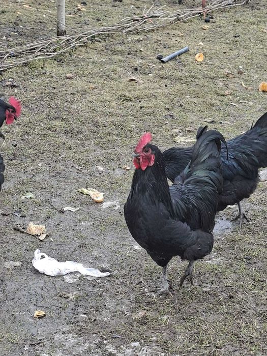 Cocosi australorp
