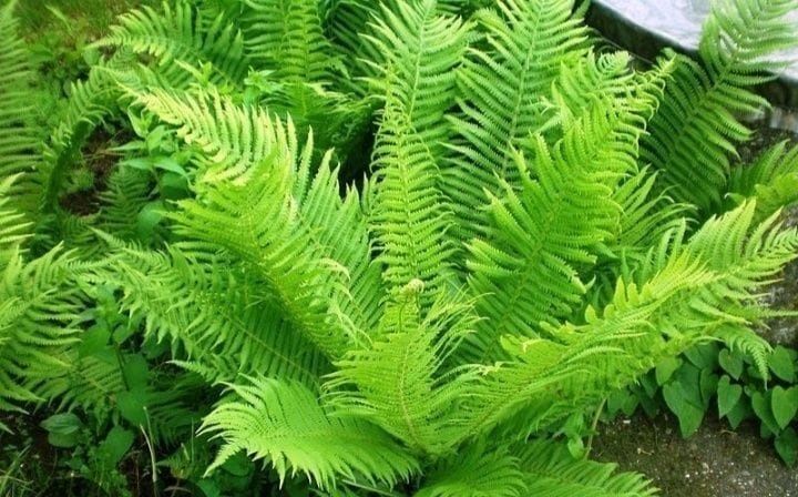 декор кустарники и цветы многолетние