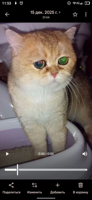 Вьязка кота мальчик