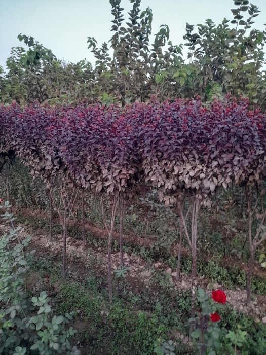 xarhil turdagi kuchatlar bor