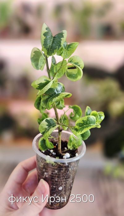 Фикус альбомаргината , блек даймонт