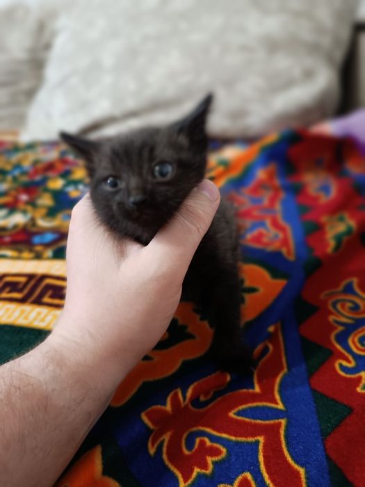 Отдам сереньких котят