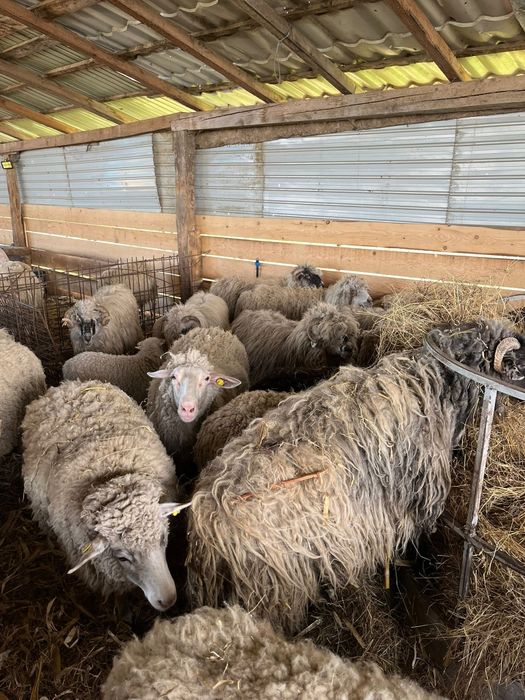 Vând oi sau schimb cu vitei