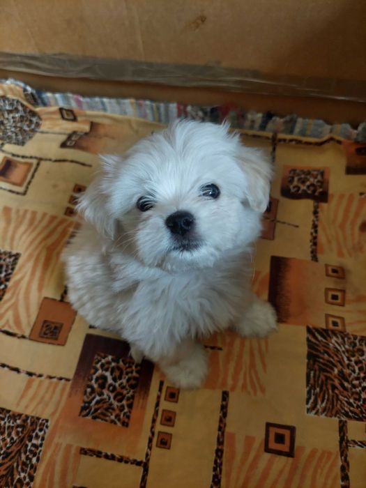 Bichon Havanez(băiat)