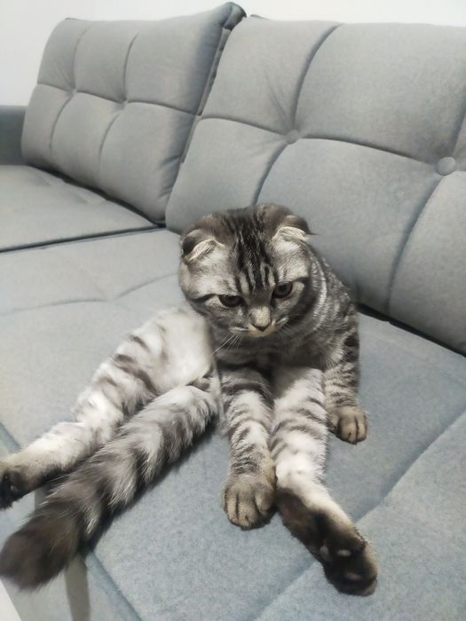 Продаётся кот skotish fold готовый к вязке