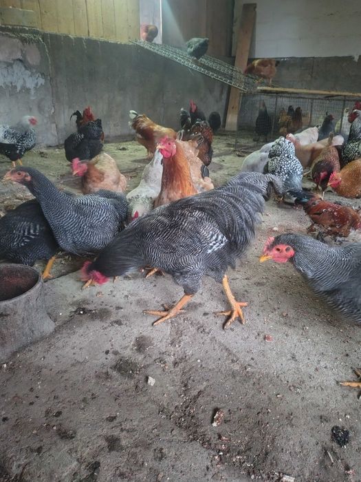 Când cocosi de casa primul an !