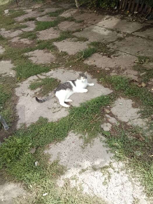 Котята , коты и кошки