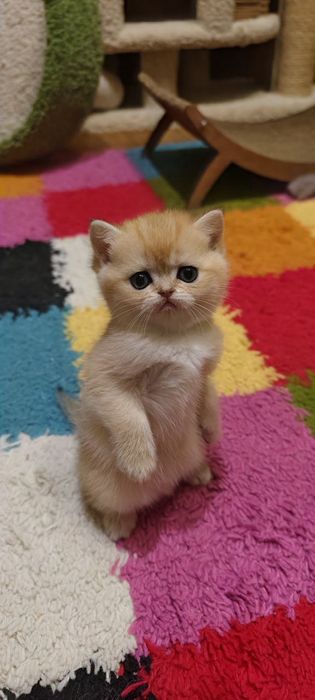 Это золотое чудо подарит вам любовь и ласку