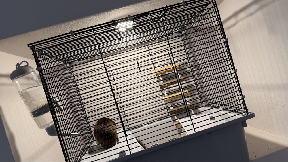 Продам Сирийского хомяка