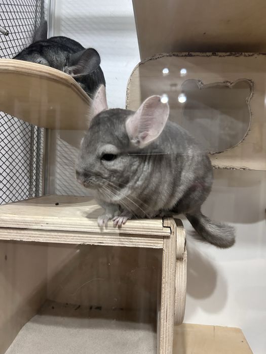 Продам шиншилл девочки