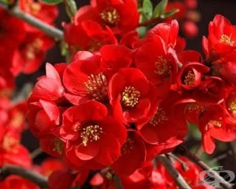 Японска Дюля/4 Налични цвята