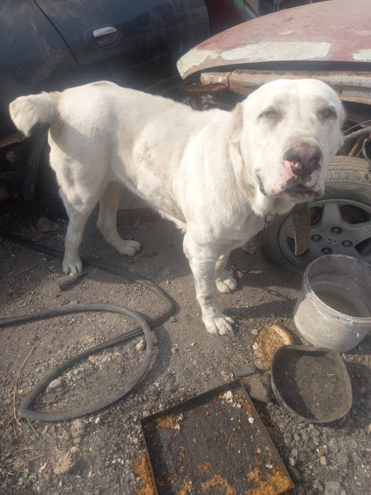 Алабай девочка СРОЧНО