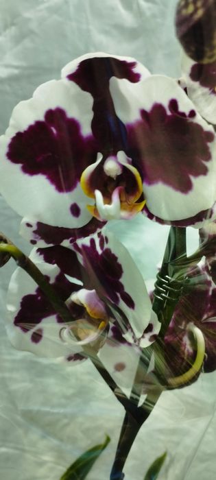 Arhideya  guli garrdeniya