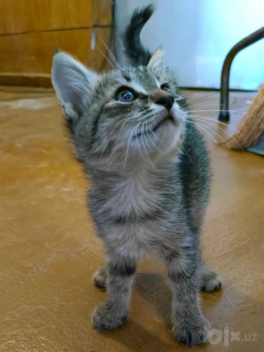 Котёнок в добрые руки