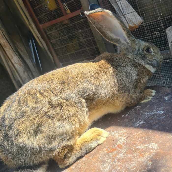 Vind doua femele urias german