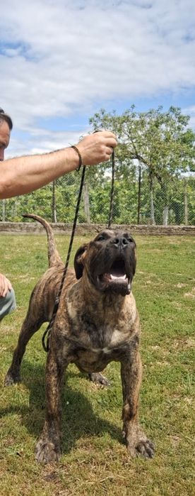 Vând cățeluș presa canario