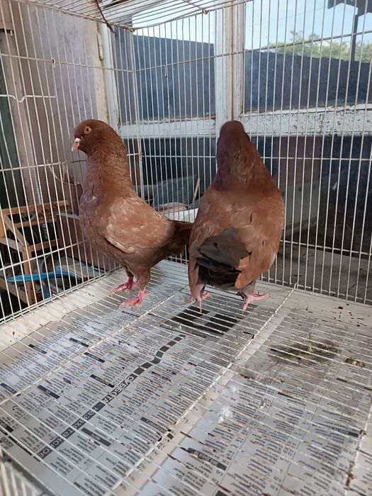 Готовая пара моден