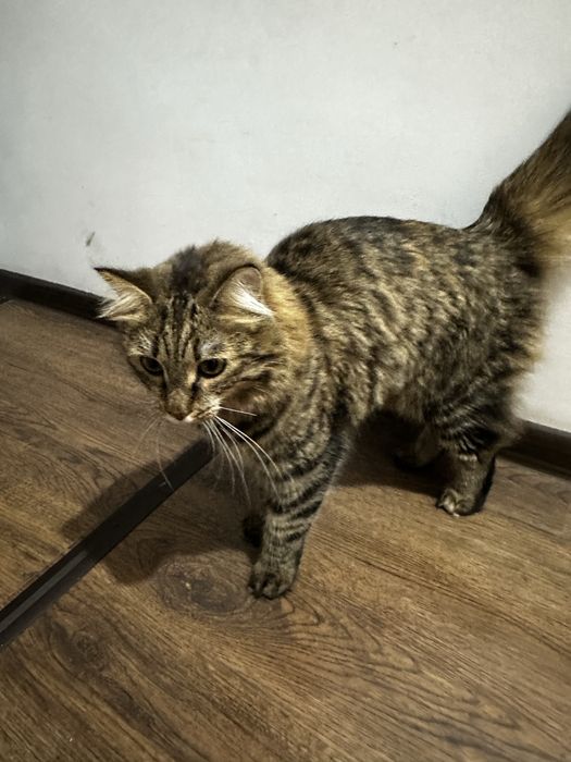 Отдам кошку в хорошие руки