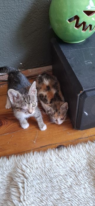 Две еднооки котета търсят дом и добри стопани