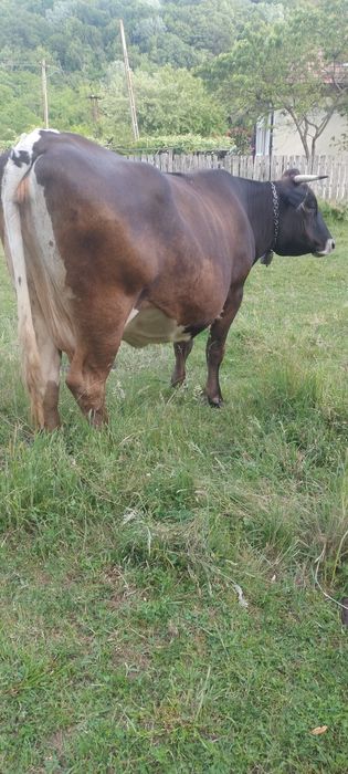Vaca de vânzare .