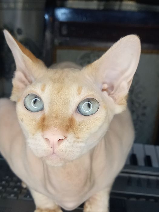 Sfinks mushuk ogil вяска