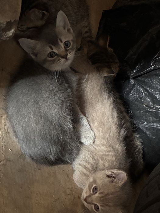Котята в добрые руки - бесплатно