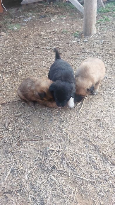 кушыктер тегін беремін девушка