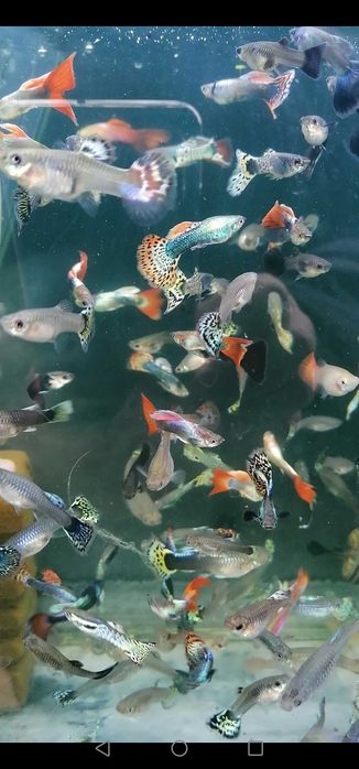 Африкански Цихлиди  автоматична хранилка декоративни рибки!