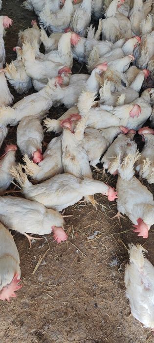 Куры несушки легерн