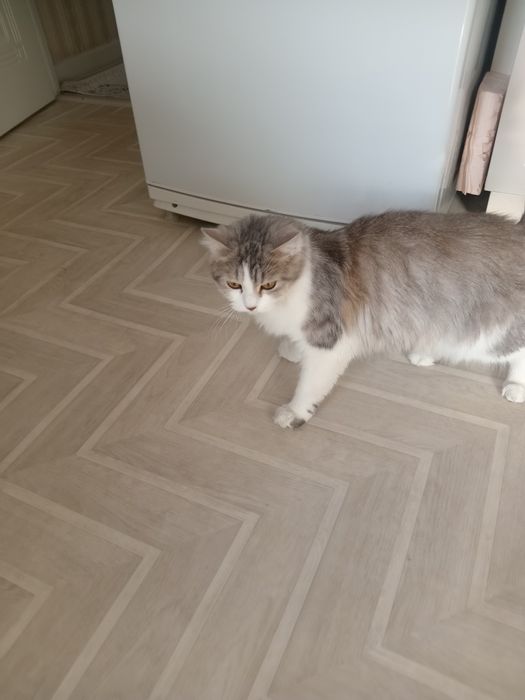 Продам кошку британка