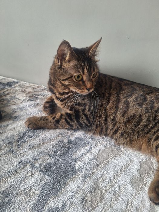 Отдам бесплатно кошку